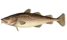 Gadus macrocephalus.png