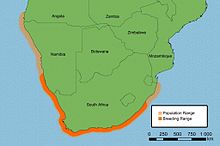 Population and breeding range of the African Black Oystercatcher Haematopus moquini.jpg