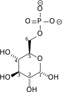 Alpha-D-glucose-6-phosphate wpmp.png