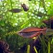 Banded rainbowfish Melanotaenia trifasciata.jpg