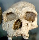 Homo erectus tautavelensis.jpg