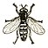 Syrphidae icon.jpg