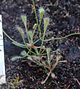 Drosera nidiformis habit.jpg