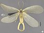 Merope tuber dorsal view - ZooKeys-269-051-g007A.jpeg