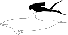 Bottlenose dolphin size.svg