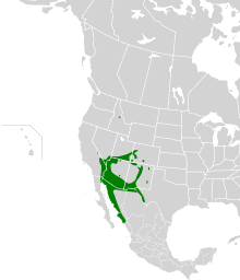 Callipepla gambelii map.svg