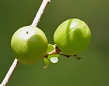 Cleistanthus collinus (Garari) in Narsapur forest, AP W IMG 0168.jpg