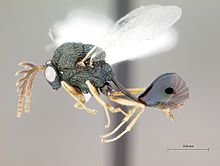 Pseudochalcura nigrocyanea.jpg