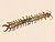Scolopendridae - Scolopendra cingulata.jpg