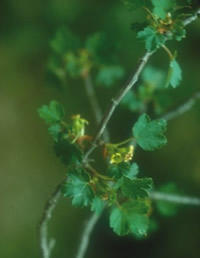 Ribes sardoum03.jpg