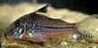 Corydoras acutus by Frank M. Greco.jpg