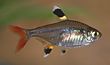 Pristella tetra1.jpg