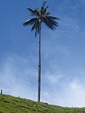 La palma de cera.jpg