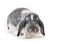 Lop bunny.jpg