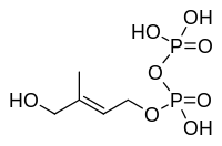 HMB-PP.svg