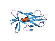 PDB 2co1 EBI.jpg