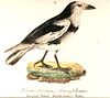 Pied raven