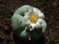 Lophophora williamsii.jpg
