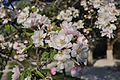 Malus spectabilis in the Jardin des Plantes, Paris 002.jpg