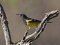 Scott's Oriole (Icterus parisorum) (14083421122).jpg
