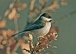 Poecile lugubris, Bulgaria 1.jpg