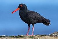 Sooty Oystercatcher standing on a rock