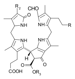 Nonfluorescent chlorophyll catabolites