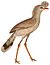 Cariama cristata 1838 white background.jpg