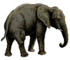 Elephant white background.png