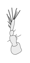 Crustacean antenna - Isopoda Austroarcturus africanus 1st-antenna.svg