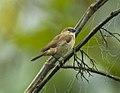 Bar-breasted Firefinch fem - Kakum - Ghana S4E2515 (22595258119).jpg
