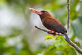 Purus jacamar (Galbalcyrhynchus purusianus).jpg