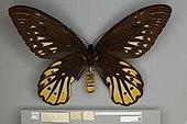 A ventral/underside view of an adult female Queen Alexandra's birdwing showing the red hairs on the thorax with a red and black striped abdomen and black veined wings with yellow and pale brown markings.