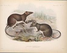 Biologia Centrali-Americana (Tab 17) BHL570902 crop.jpg