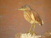 Indian pond heron (Ardeola grayii) Photograph by Shantanu Kuveskar.jpg