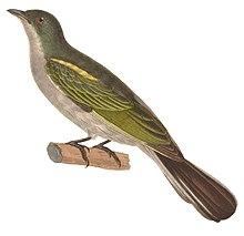 Indicator archipelagicus 1838, crop.jpg