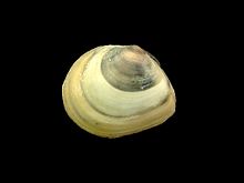 Macoma balthica (habitus).jpg