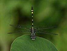 Sri Lanka Forktail Macrogomphus lankanensis.jpg