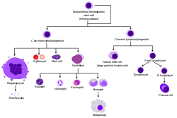 Hematopoiesis simple.svg