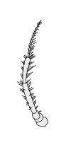 Crustacean antenna - Amphipoda Gammarus locusta 2nd-antenna.svg