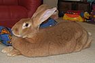Flemish giant fawn doe.jpg