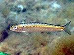 Sardina pilchardus Sardinia.JPG