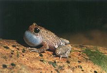 Anodonthyla boulengerii.jpg