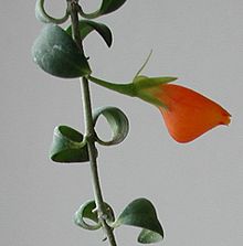 Nematanthus nervosus.jpg