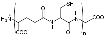 Skeletal formula depicting the amino acids cysteine and glycine joined in a peptide bond, with free carboxy and amino groups at either end of the peptide chain. Parentheses around the peptide bond indicate a variable number of amino acids are involved.