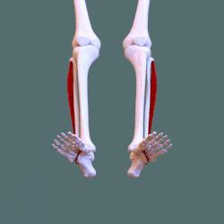 Inferior view fibularis longus muscle - animation.gif