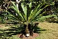 Encephalartos manikensis, habitus, Laeveld NBT.jpg