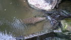 Crocodile - Copenhagen Zoo.jpg