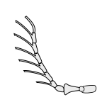 Insect-antenna pectinate.svg
