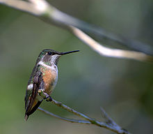 Calliphlox amethystina.jpg